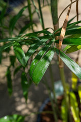 Bamboo Palm Tree - Chamaedorea seifrizii - Brisbane Plant Nursery