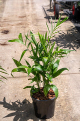 Bamboo Palm Tree - Chamaedorea seifrizii - Brisbane Plant Nursery