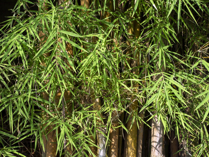 Bambusa boniopsis ' Jade Goddess Bamboo' | Brisbane Plant Nursery