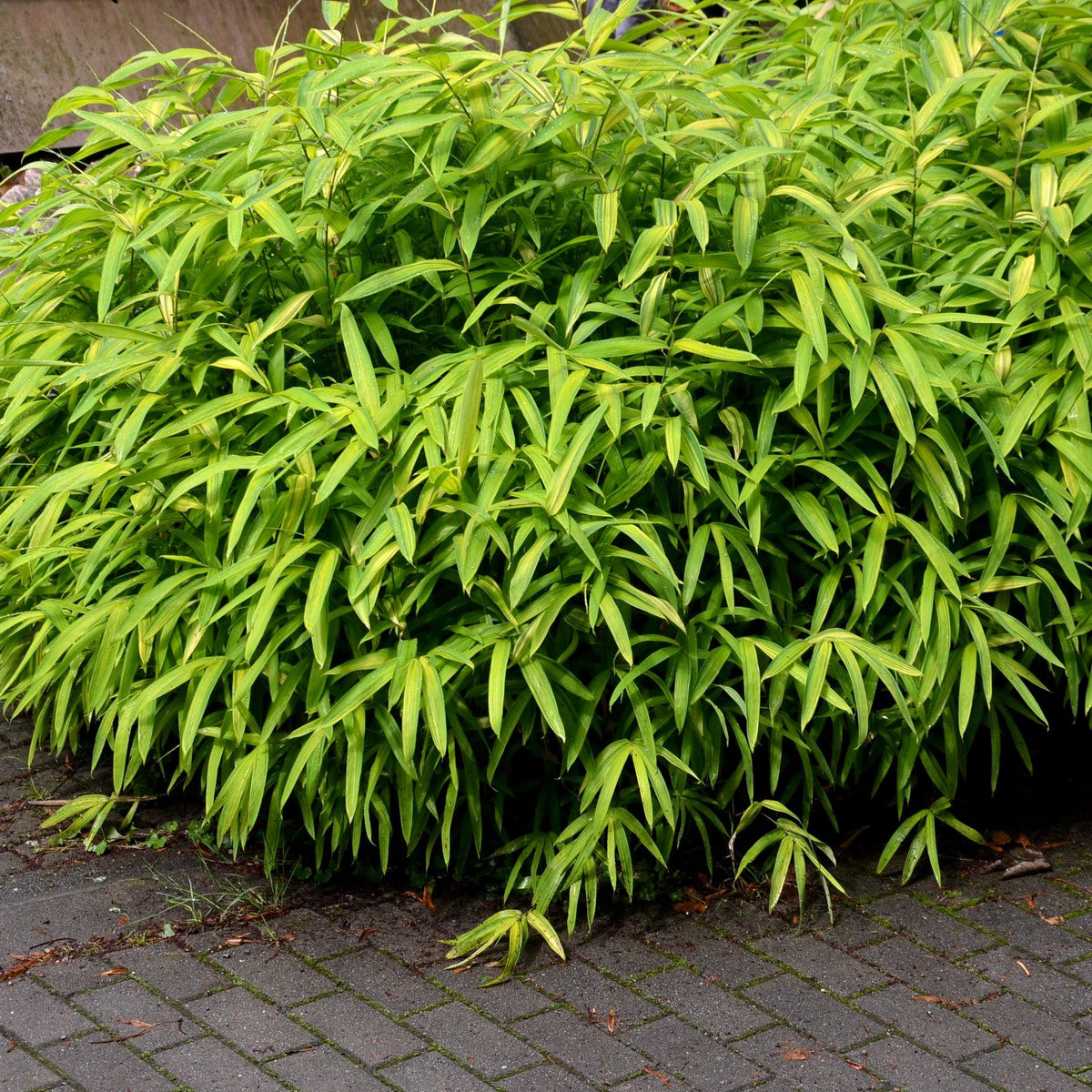 Chinese Dwarf Bamboo - Bambusa guangxiensis 'Chinese Dwarf' – Brisbane ...