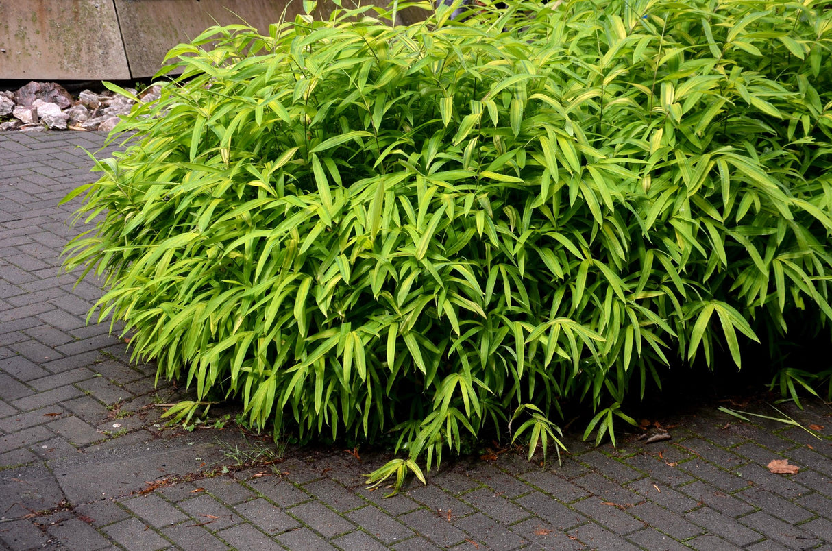 Chinese Dwarf Bamboo - Bambusa guangxiensis 'Chinese Dwarf' - Brisbane Plant Nursery