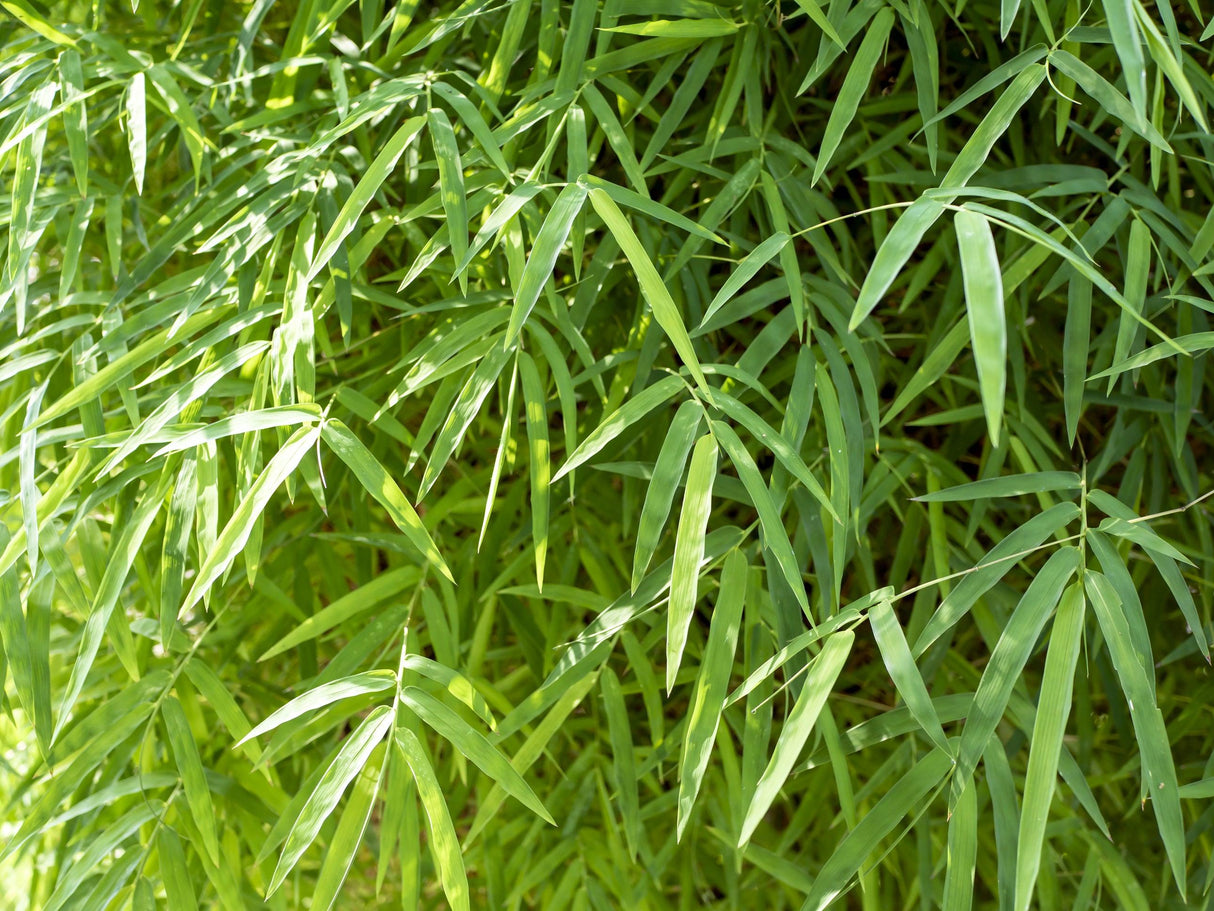 Malay Dwarf Bamboo - Bambusa heterostachya - Brisbane Plant Nursery