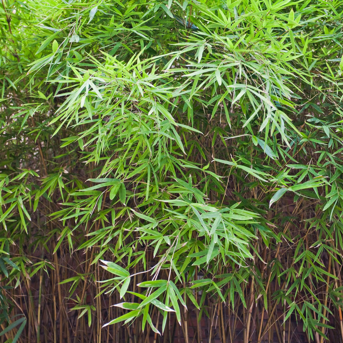 Bambusa heterostachya Variegated – Brisbane Plant Nursery