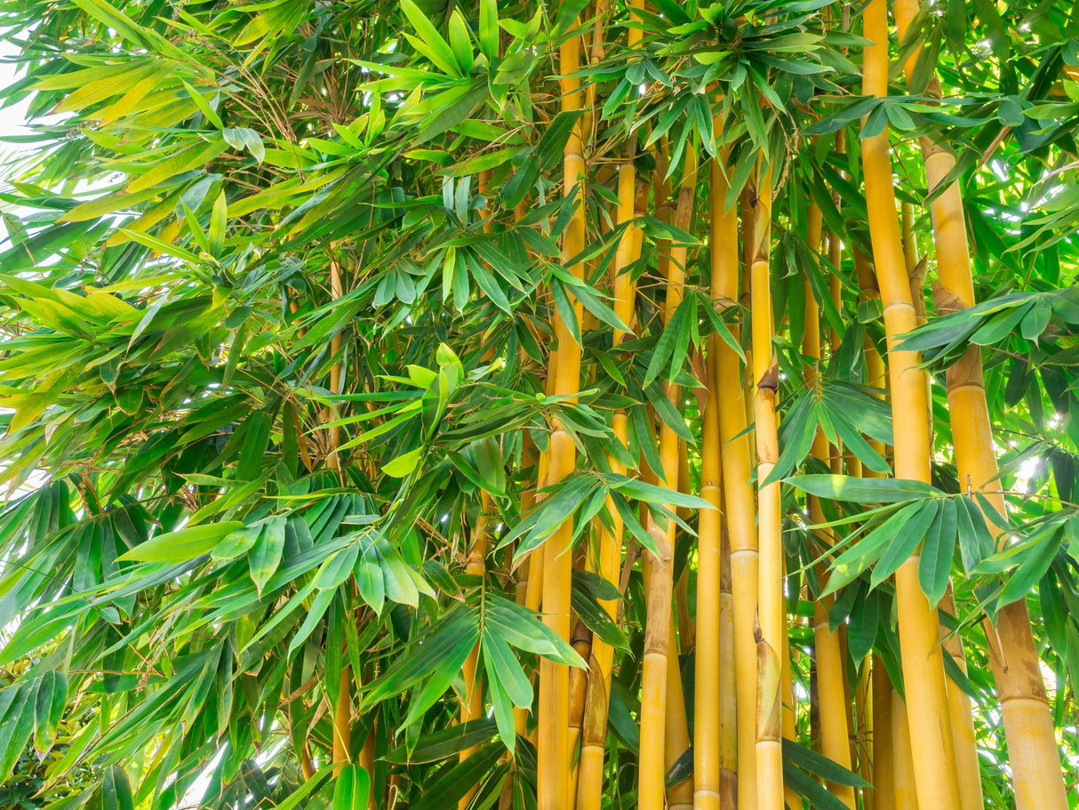 Slender Weavers Bamboo - Bambusa textilis 'Gracilis' - Brisbane Plant Nursery