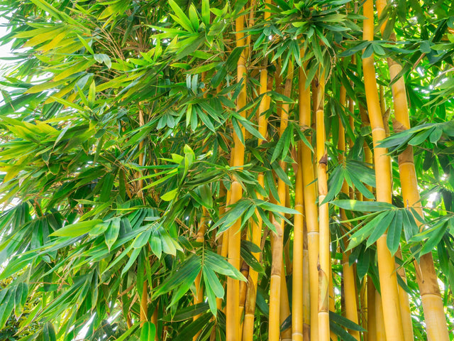 Slender Weavers Bamboo - Bambusa textilis 'Gracilis' - Brisbane Plant Nursery