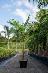 Bangalow Palm - Archontophoenix cunninghamiana - Brisbane Plant Nursery