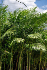 Bangalow Palm - Archontophoenix cunninghamiana - Brisbane Plant Nursery