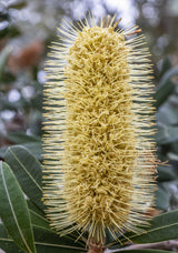 Banksia integrifolia 'coast banksia' - Brisbane Plant Nursery