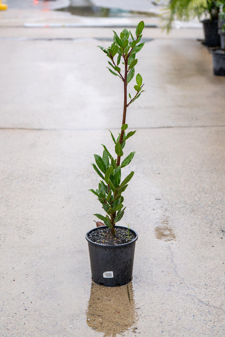 Bay Leaf - Laurus nobilis - Brisbane Plant Nursery