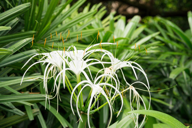 Beach Spider Lily - Hymenocallis littoralis - Brisbane Plant Nursery