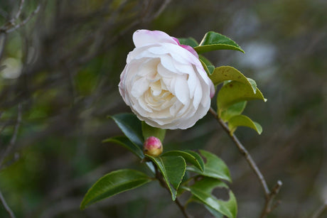 Beatrice Emily Camellia - Camellia sasanqua 'Beatrice Emily' - Brisbane Plant Nursery