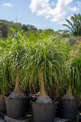 Ponytail Palm - Beaucarnea recurvata - Brisbane Plant Nursery