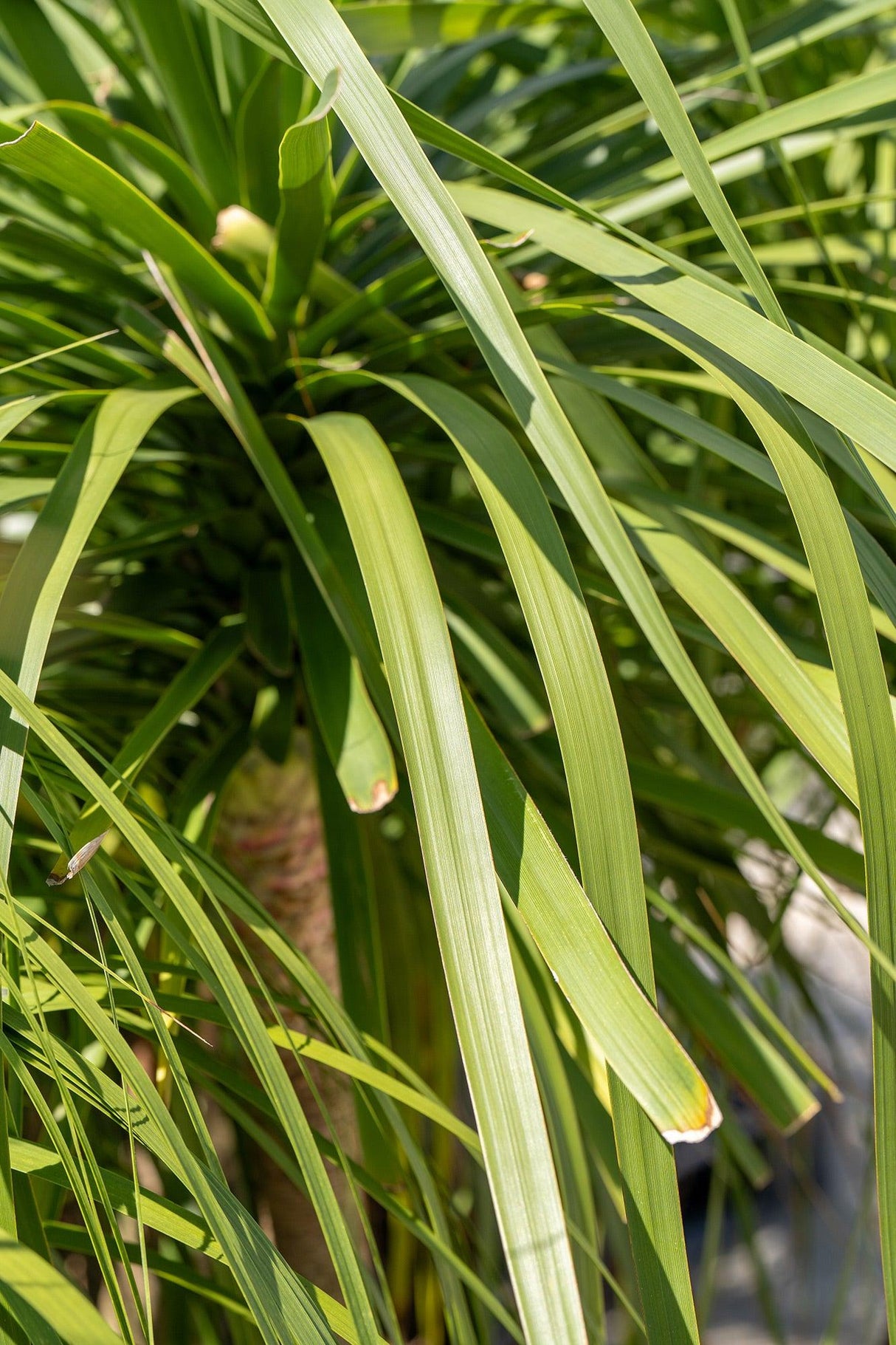 Ponytail Palm - Beaucarnea recurvata - Brisbane Plant Nursery