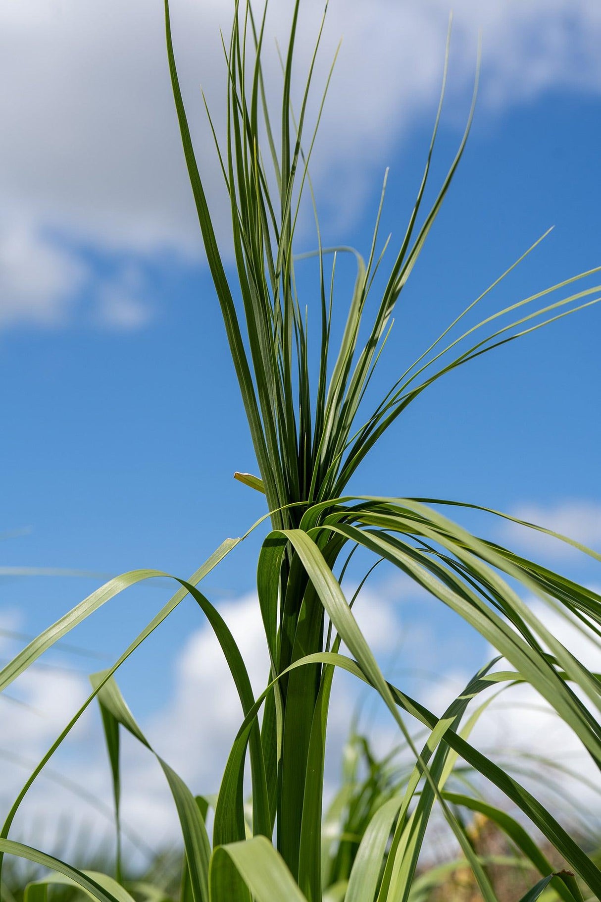 Ponytail Palm - Beaucarnea recurvata - Brisbane Plant Nursery