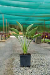 Bird of Paradise - Strelitzia reginae - Brisbane Plant Nursery