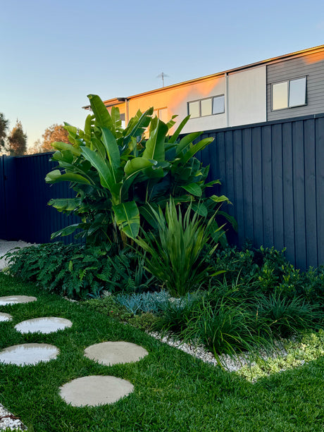 Giant White Bird of Paradise - Strelitzia Nicolai - Brisbane Plant Nursery