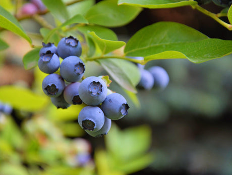 Gulf Coast Blueberry - Vaccinium 'Gulf Coast' - Brisbane Plant Nursery