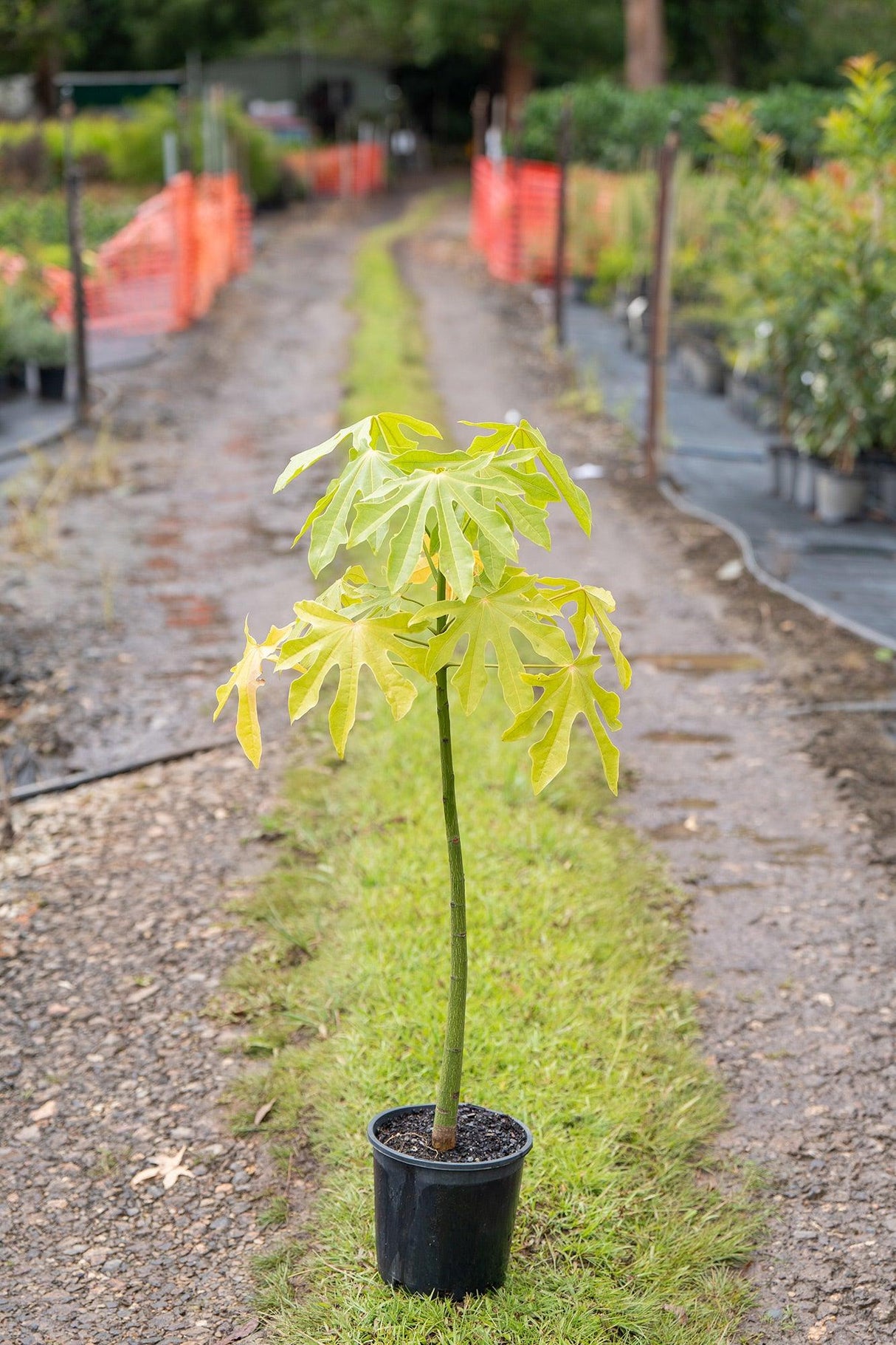 Illawarra Flame Tree - Brachychiton acerifolius - Brisbane Plant Nursery