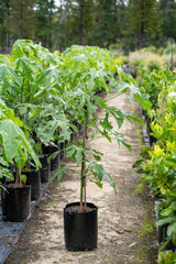 Illawarra Flame Tree - Brachychiton acerifolius - Brisbane Plant Nursery