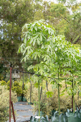 Illawarra Flame Tree - Brachychiton acerifolius - Brisbane Plant Nursery