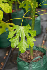 Illawarra Flame Tree - Brachychiton acerifolius - Brisbane Plant Nursery