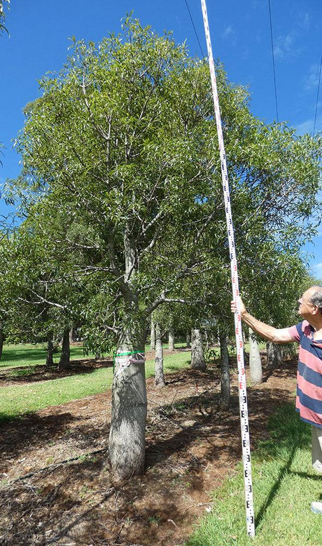 BRACHYCHITON rupestris (Bottle Tree) - Ex Ground - Brisbane Plant Nursery