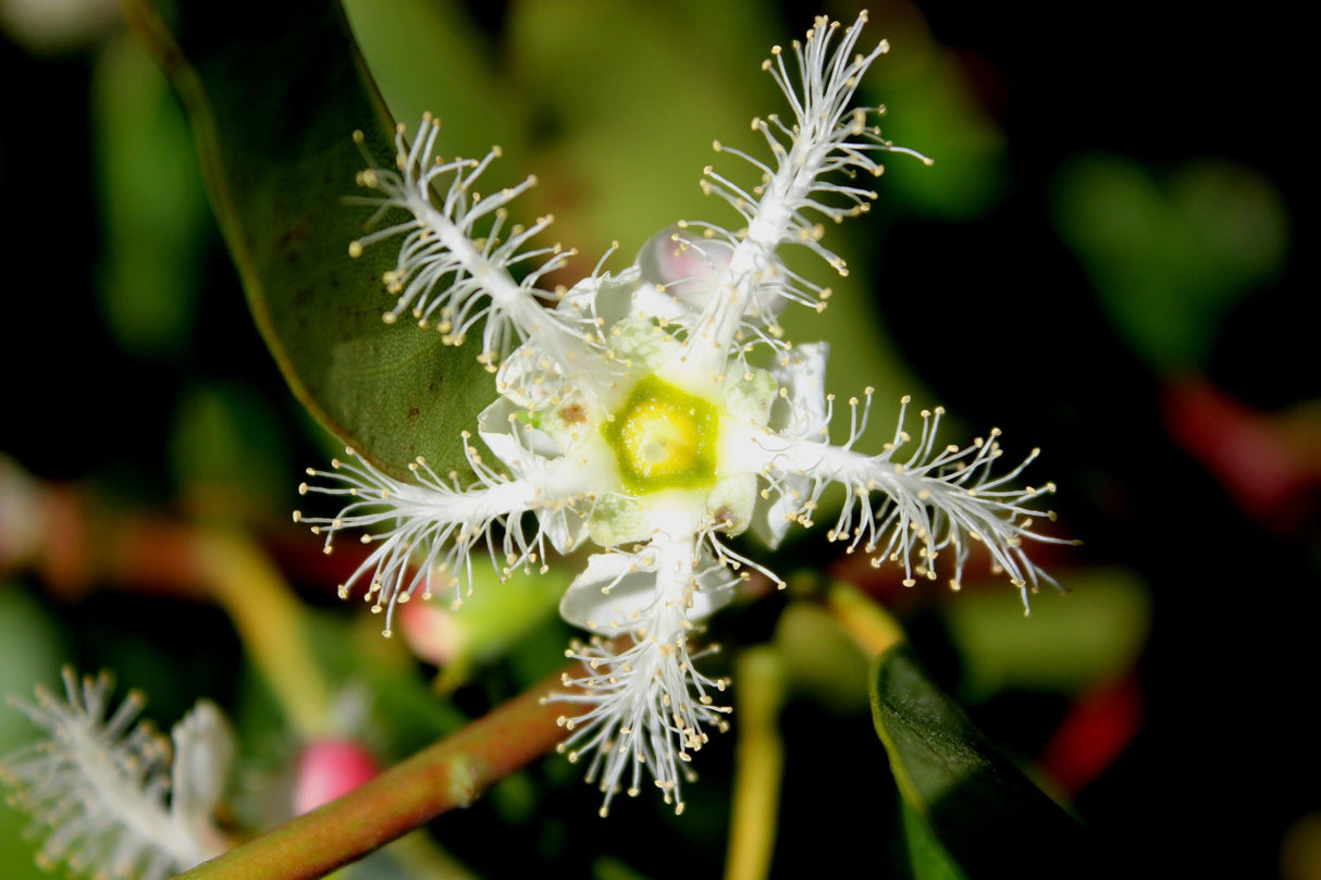 Brisbane Box - Lophostemon confertus - Brisbane Plant Nursery