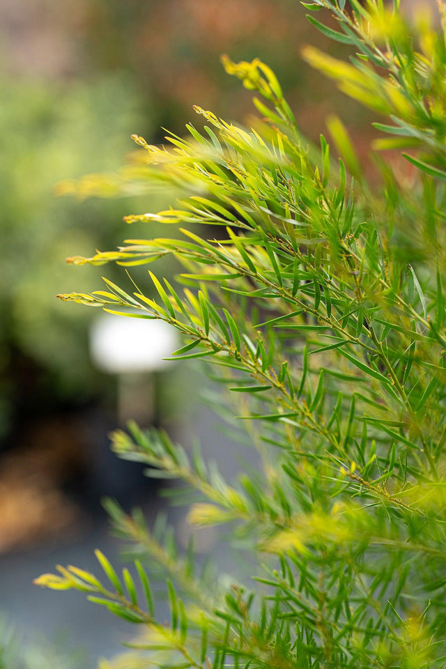 Brisbane Golden Wattle - Acacia fimbriata - Brisbane Plant Nursery