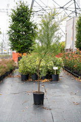 Brisbane Golden Wattle - Acacia fimbriata - Brisbane Plant Nursery