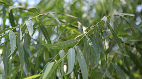 Broad Leaf Melaleuca - Melaleuca leucadendra 'Broad Leaf' - Brisbane Plant Nursery