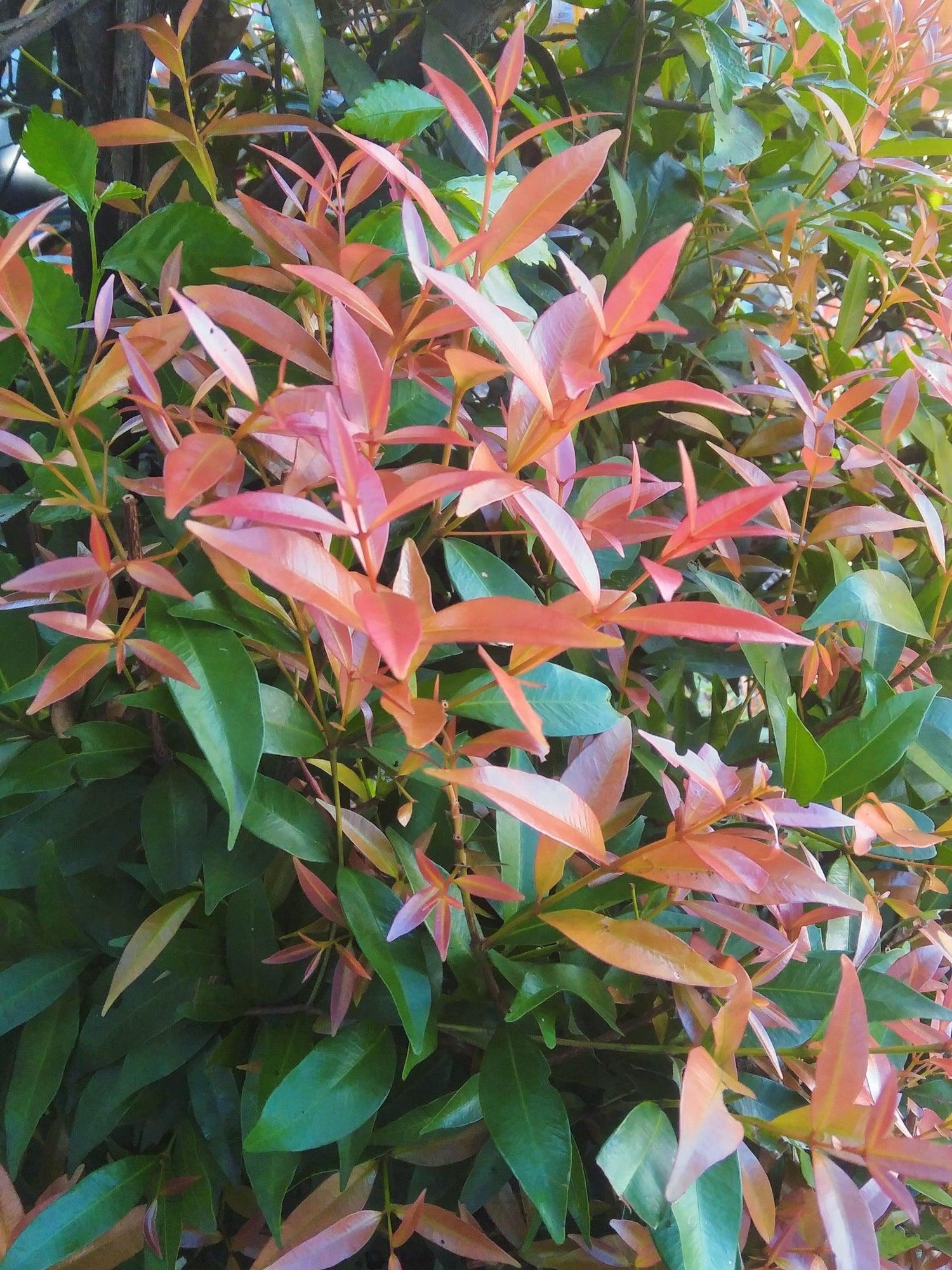 Broad Leaved Lilly Pilly - Syzygium hemilamprum – Brisbane Plant Nursery