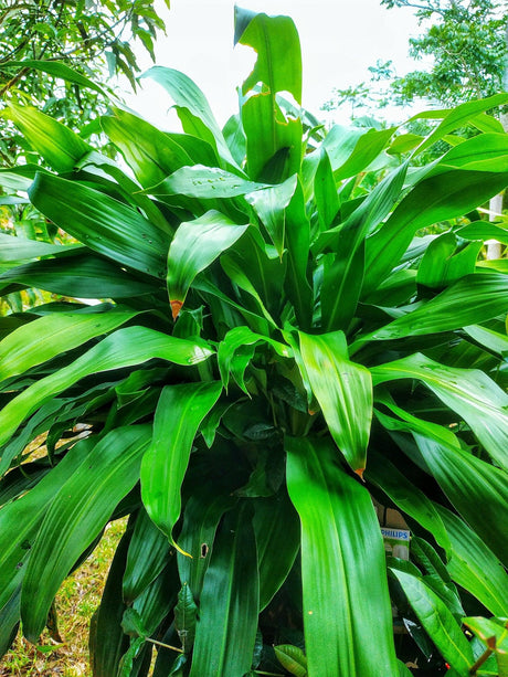 Broad Leaved Palm Lily - Cordyline petiolaris - Brisbane Plant Nursery