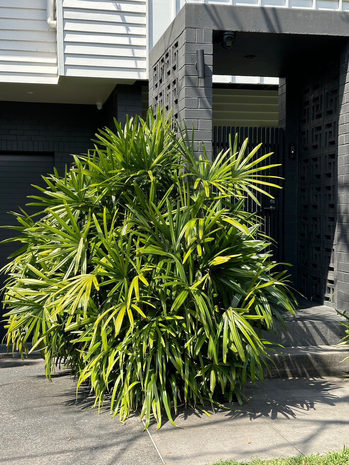 Lady Palm - Rhapis excelsa