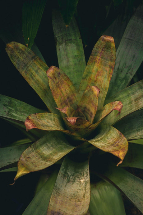 Bromeliad Plant - Bromeliaceae - Brisbane Plant Nursery