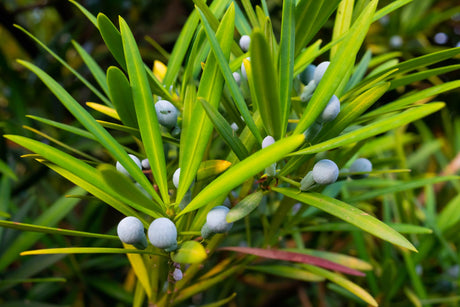 Brown Pine - Podocarpus elatus - Brisbane Plant Nursery