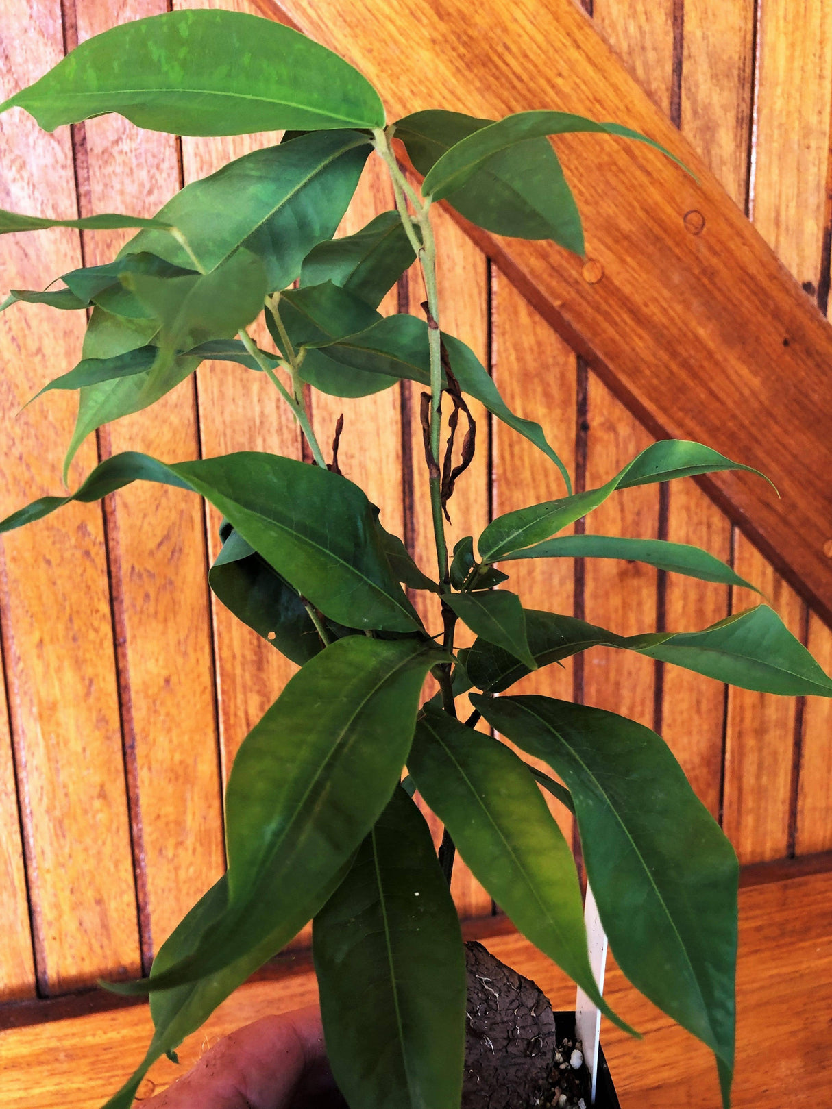 Brownea grandiceps x macrophylla - Brisbane Plant Nursery