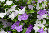 Yesterday, Today and Tomorrow - Brunfelsia latifolia - Brisbane Plant Nursery