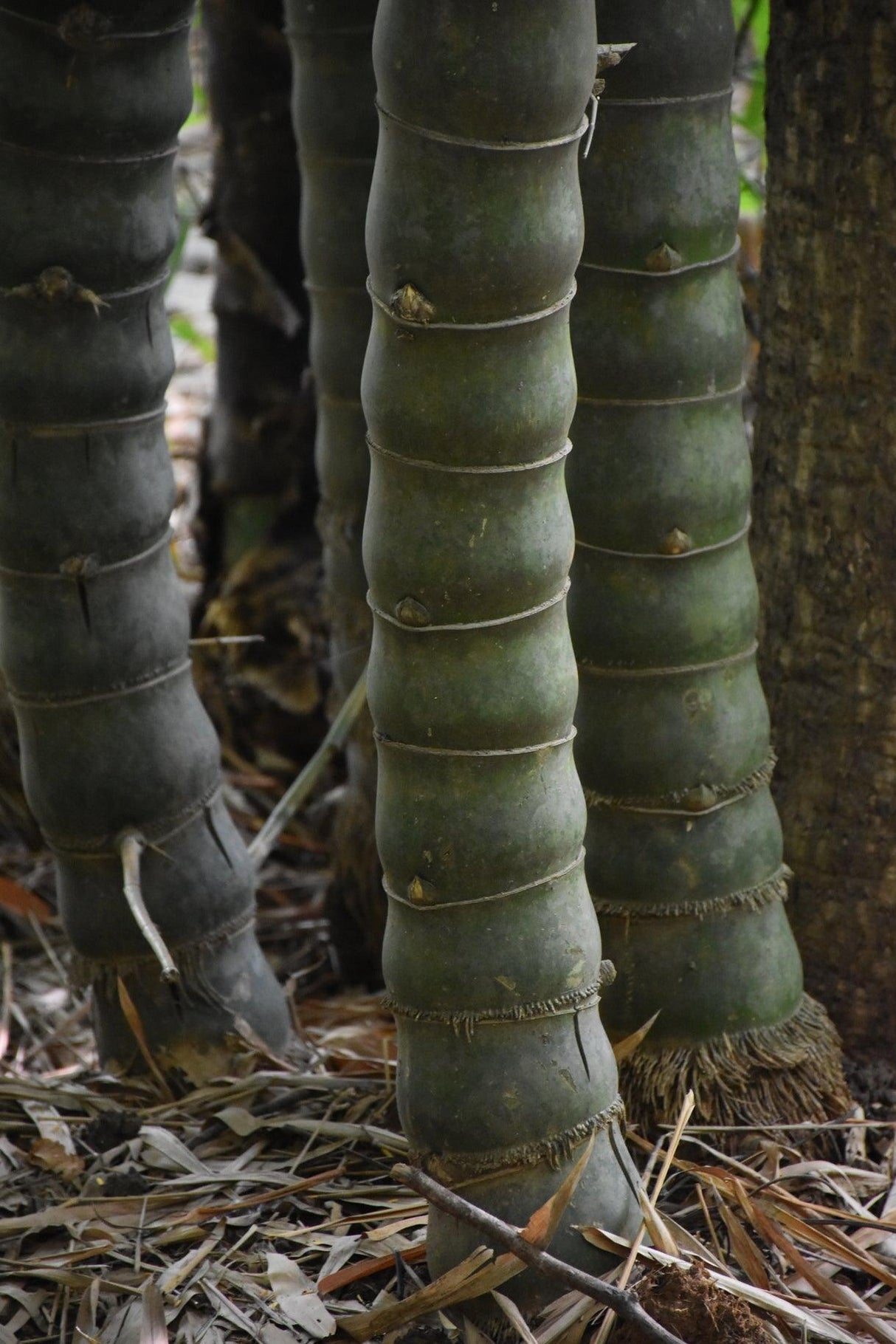 Buddha's Belly Bamboo - Bambusa vulgaris 'Wamin' - Brisbane Plant Nursery