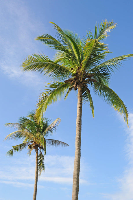 Calappa Palm - Actinorhytis calapparia - Brisbane Plant Nursery