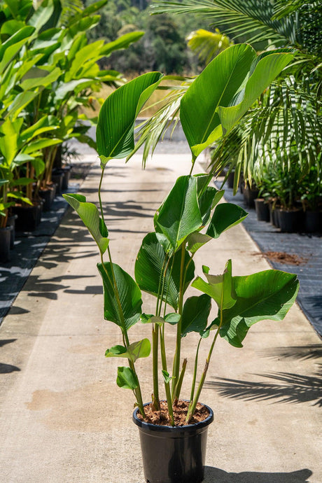 Cigar Plant - Calathea lutea - Brisbane Plant Nursery