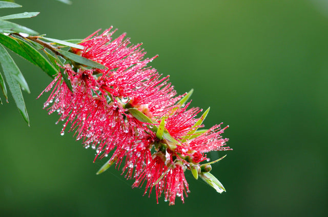 Candy Pink Bottlebrush - Callistemon 'Candy Pink' - Brisbane Plant Nursery