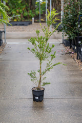 Candy Pink Bottlebrush - Callistemon 'Candy Pink' - Brisbane Plant Nursery