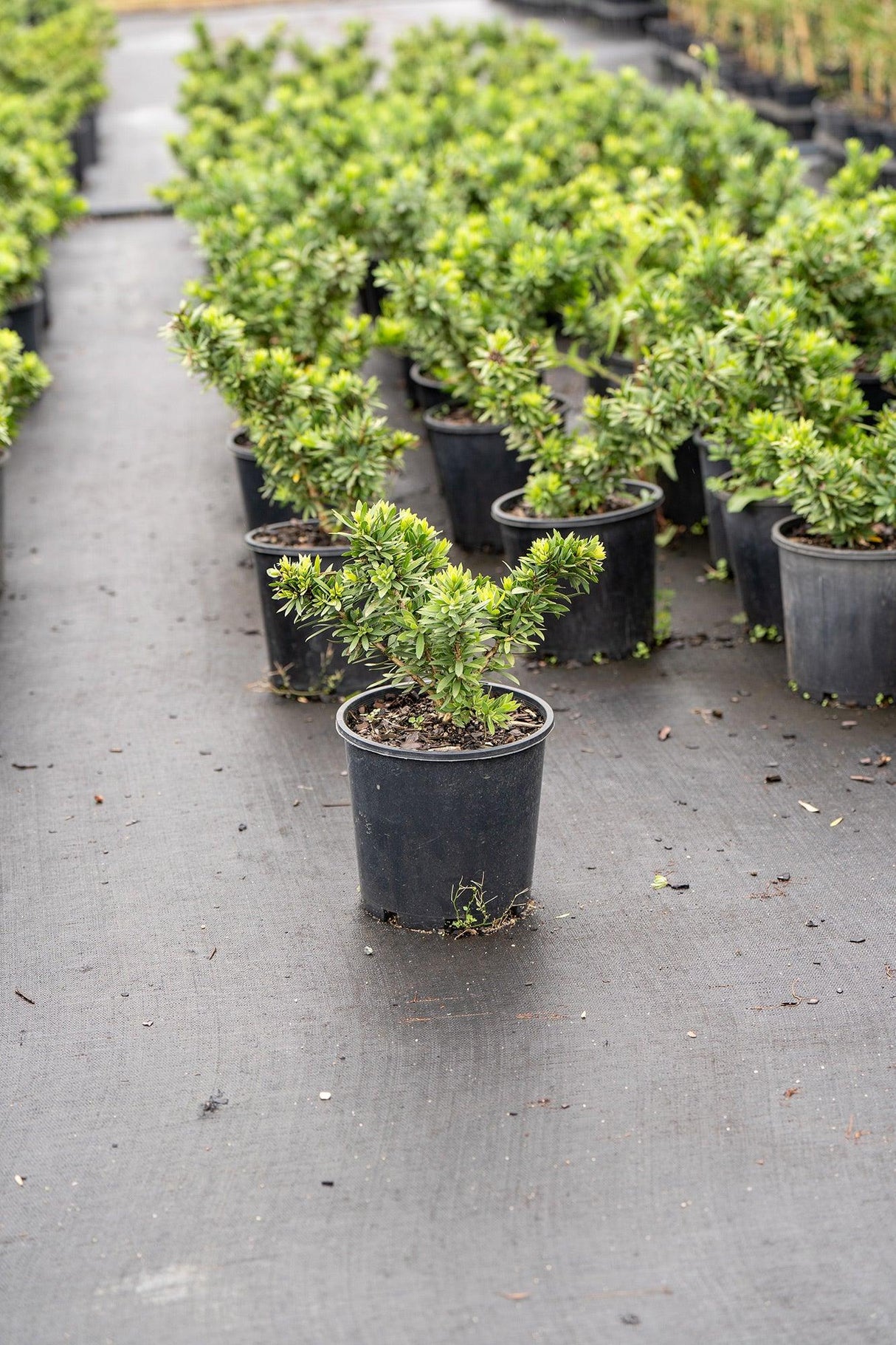 Little John Bottlebrush - Callistemon 'Little John' - Brisbane Plant Nursery