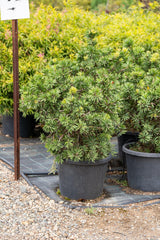 Little John Bottlebrush - Callistemon 'Little John' - Brisbane Plant Nursery