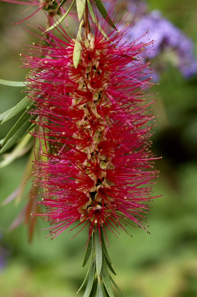 Mauve Mist Bottlebrush - Callistemon 'Mauve Mist' - Brisbane Plant Nursery