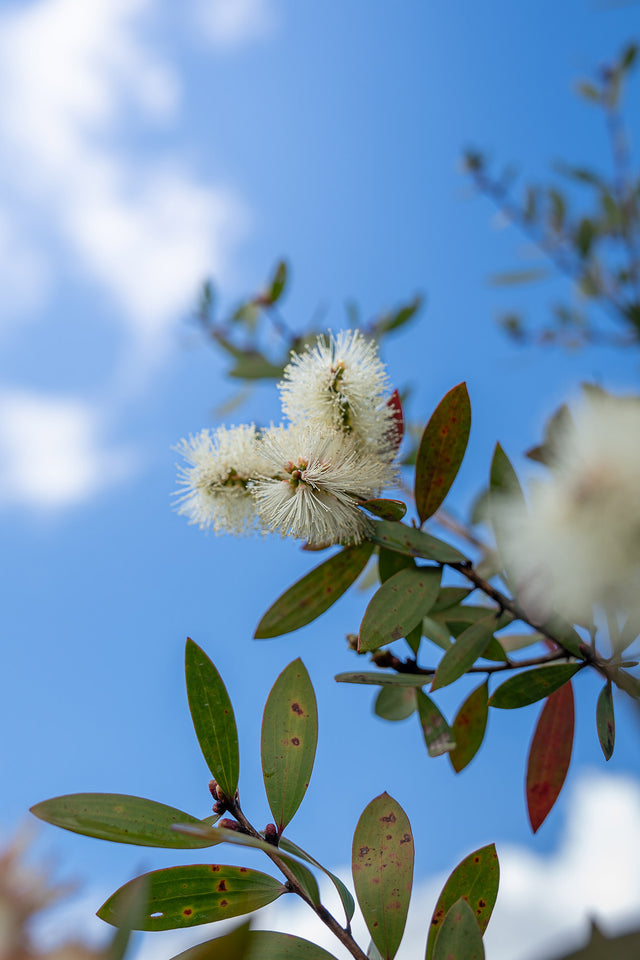 Wilderness White Bottlebrush - Callistemon viminalis 'Wilderness White' - Brisbane Plant Nursery