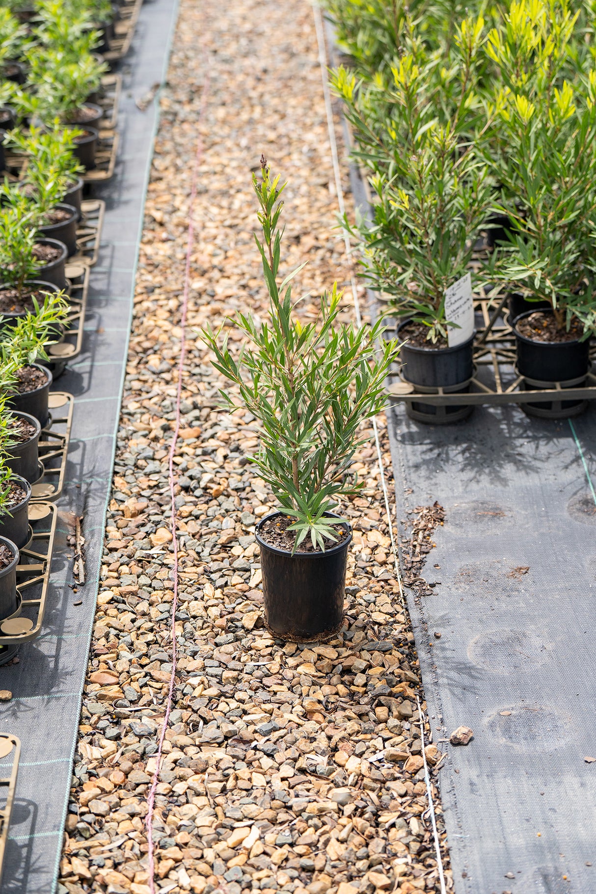 Wilderness White Bottlebrush - Callistemon viminalis 'Wilderness White' - Brisbane Plant Nursery