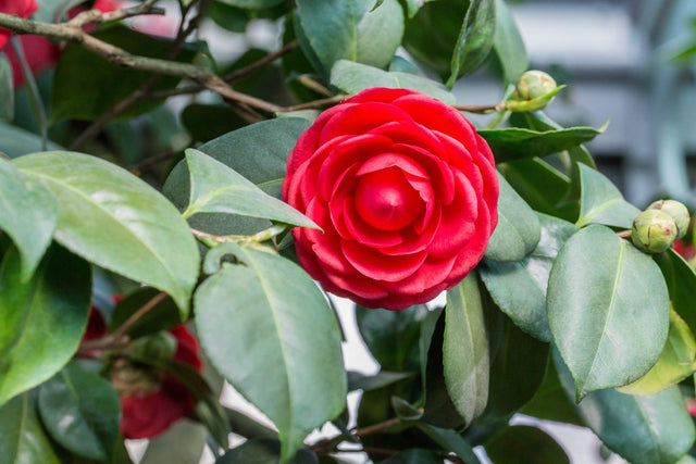 Black Tie Camellia - Camellia japonica 'Black Tie' - Brisbane Plant Nursery
