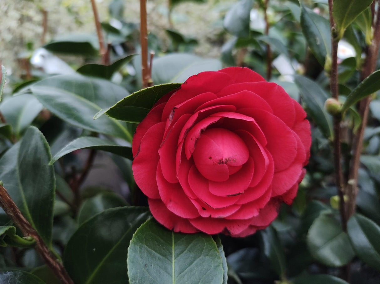 Roger Hall Camellia - Camellia japonica 'Roger Hall' - Brisbane Plant Nursery