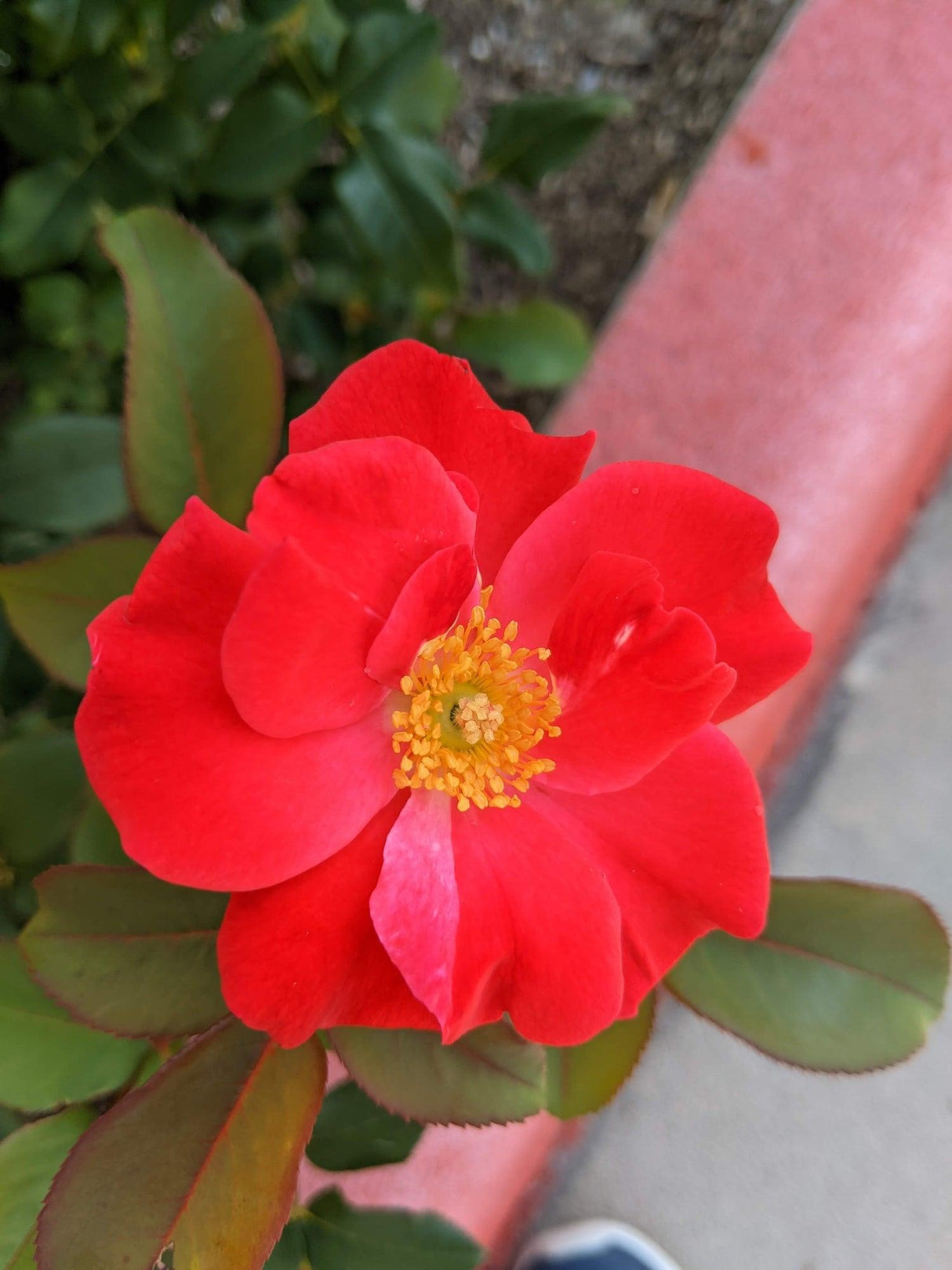 Bonanza Camellia - Camellia sasanqua 'Bonanza' - Brisbane Plant Nursery